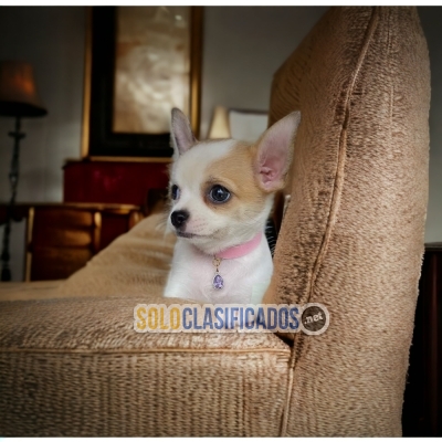 Adorables cachorros de raza Chihuahua cabeza de Manzana... 