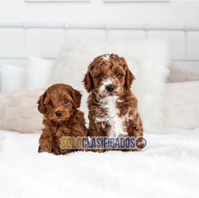 Cavapoo puppies for sale / Cavapoo for sale... 