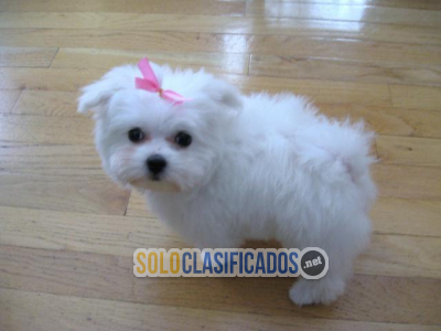 Regalo  cachorros  Bichon Maltes  libre disponible...
