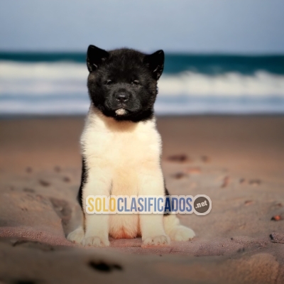 Akita Americano Charming and Wonderful Puppies... 