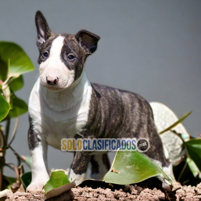 BULL TERRIER IN NORTH CAROLINA... 