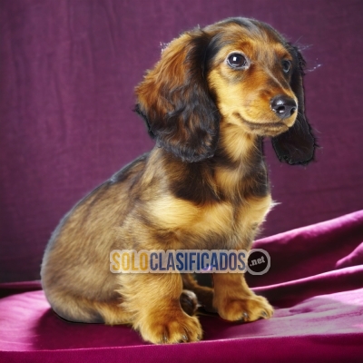 DACHSHUND PELO LARGO  AVAILABLE NOW  THE BEST PRICE... 