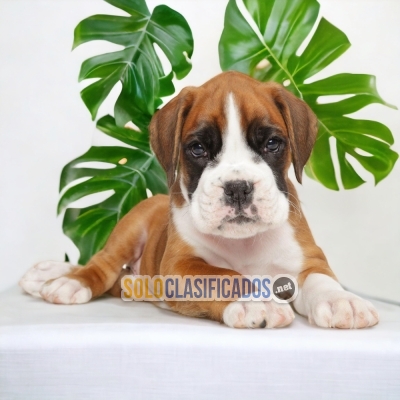 BOXER         YOUR FAITHFUL DOG ​​NOW IN ADELNATE... 