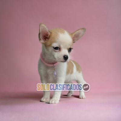 Chihuahua Cabeza de Manzana Fine Puppies... 