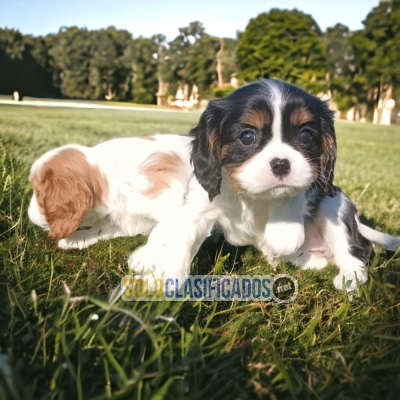 1Sweetie BEAGLE POCKET AMERICANO... 