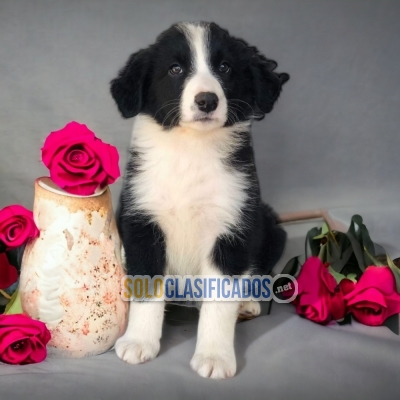 LINDO BODER COLLIE DISPONIBLE AHORA... 