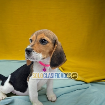 AVAILABLE/DISPONIBLES BEAGLE HARRIER... 