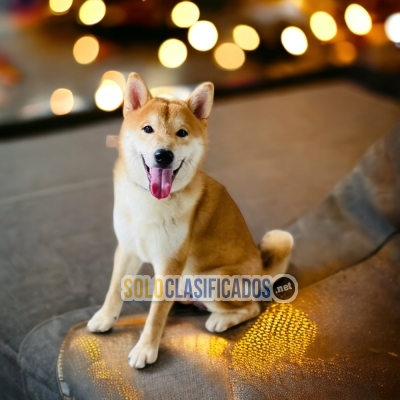 Beautiful and Lovely Akita Inu... 