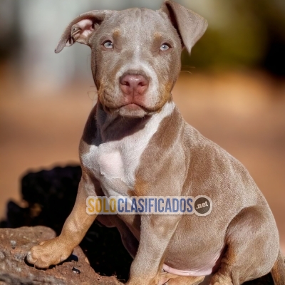 Pitbull Strong Puppies Available... 