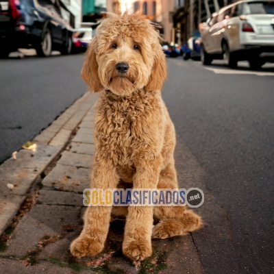 GOLDENDODLE DISPONIBLE EN NORTH CAROLINA... 