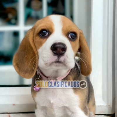 Lovely Friendly and Beautiful American Beagle Pocket... 