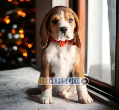 Beagle Poket Americano Fine Puppies... 