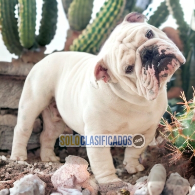 ADORABLE BULLDOG INGLES EXOTICO PUPPY FOR SALE1... 