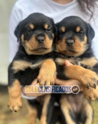 Cachorros rottweiler rechonchos(+34603172403)...