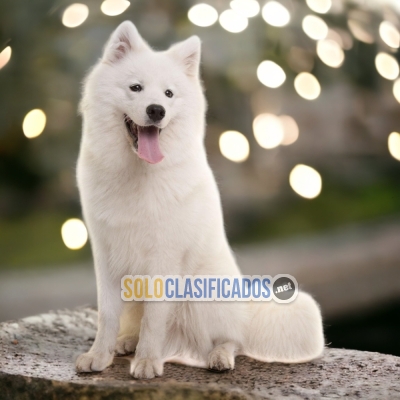 ENCANTADOR CACHORRO SAMOYEDO... 