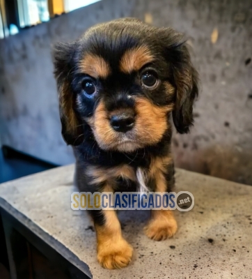 PRETTY CAVALIER KING... 