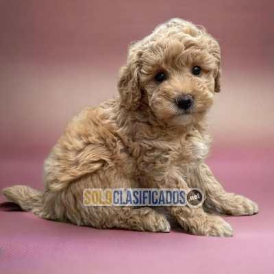 Bichon Habanero pretty Puppies... 