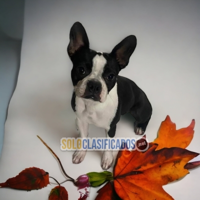 BELLO CACHORRO BOSTON TERRIER... 