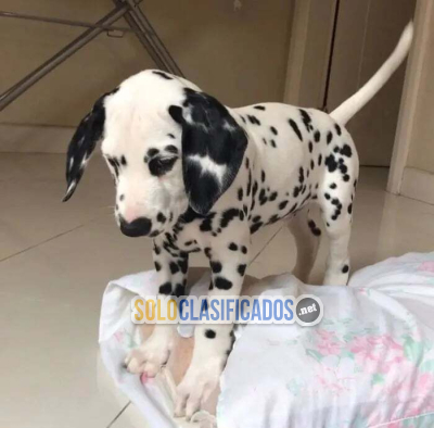 Solo Clasificados - Hermosos y saludables cachorros de Gran Danés disponibles - imagen: 2