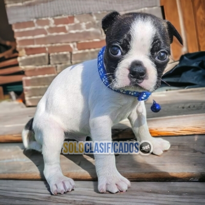 Cute BOSTON TERRIER... 