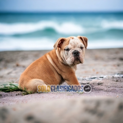 English BullDog... 