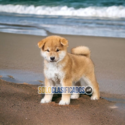 Beautiful and freandly Akita Inu... 