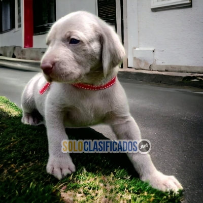 WEIMARANER... 