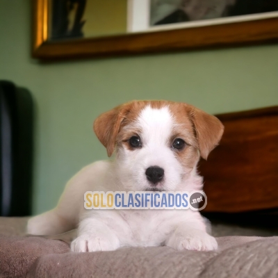 BEAUTIFUL PUPPIES JACK RUSSELL TERRIER... 