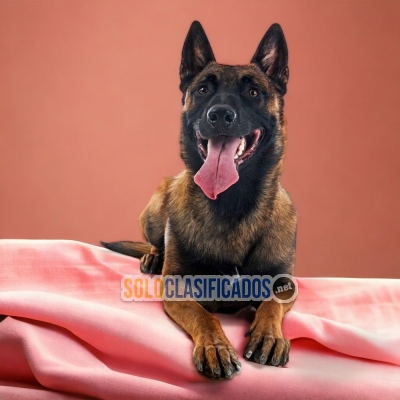 PASTOR BELGA MALINOIS     I WILL BE YOUR BEST FAITHFUL FRIEND FRO... 