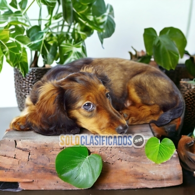 Dachshud  Pelo Largo Maravillosos Cachorros Para Su Familia... 