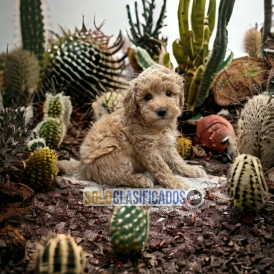 Adorables Bichon Habanero... 