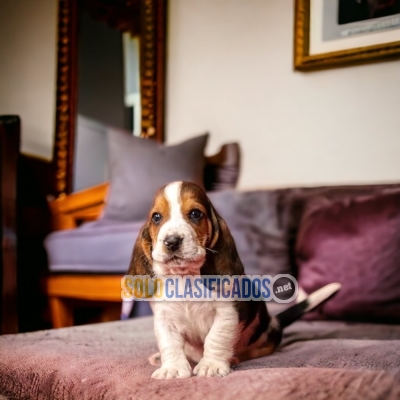 Basset Hound Adorable and Cute Puppies... 