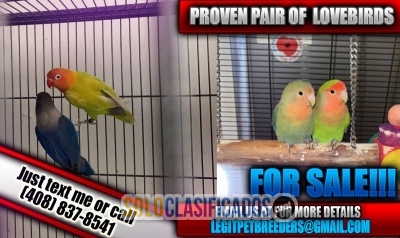 Proven pair of lovebirds for sale now!... 