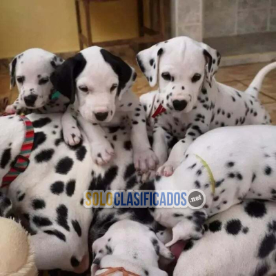 Solo Clasificados - Hermosos y saludables cachorros de Gran Danés disponibles - imagen: 3