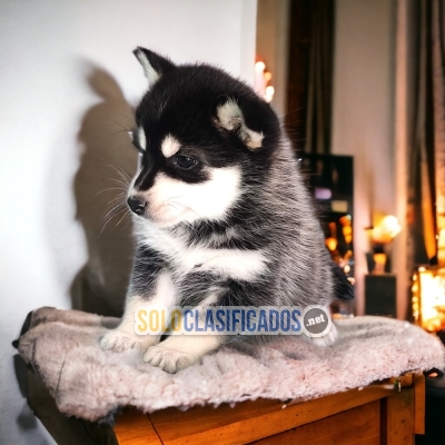 Beautiful puppies available ALASKAN MALAMUTE with the best market... 