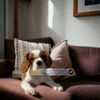 CAVALIER KING CHARLES SPANIEL/ CAVALIER KING CHARLES SPANIEL... 