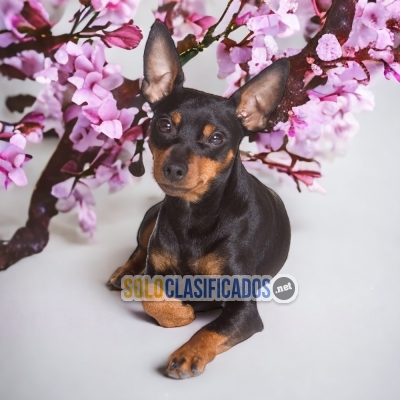 DOBERMAN MINIATURA NEGRO FUEGO HAPPINESS FOR YOUR HOME... 