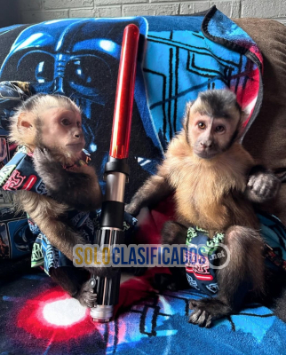 Hermosos monos capuchinos machos y hembras... 