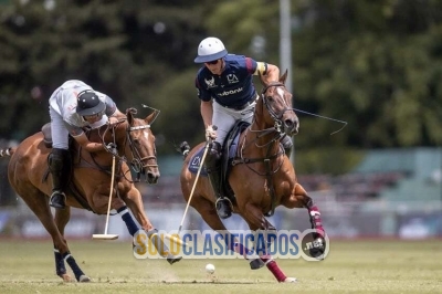 Alfredo Bigatti Cría y Venta de Caballos de Polo... 