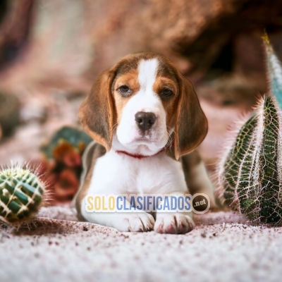 BEAUTIFUL BEAGLE POKET AMERICANO PUPPY FOR SALE... 