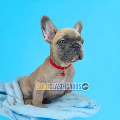 SALE OF  BULLDOG FRANCES EXOTICO/NORMAL... 