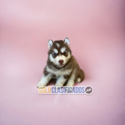 DISPONIBLE HUSKY SIBERIANO / AVAILABLE HUSKY SIBERIANO... 