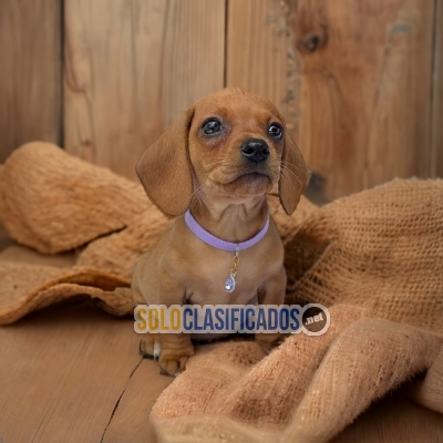 cachorro dachshund cafe chocolate... 