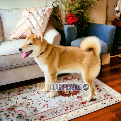 Beautiful puppies available AKITA INU with the best market condit... 