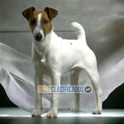 FOX TERRIER PELO CORTO LIKE DOG LOVE THERE IS NONE... 