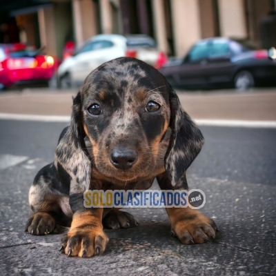 Salchicha Arlequin Nobles Cachorros... 