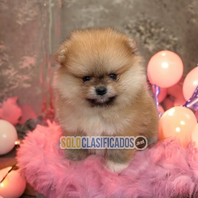Beautiful puppies available POMERANIAN with the best market condi... 