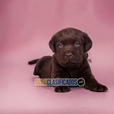 LINDO  CACHORRO  LABRADOR  CHOCOLATE... 