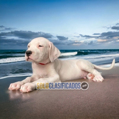 DOGO ARGENTINO IDEAL FOR YOUR HOME... 