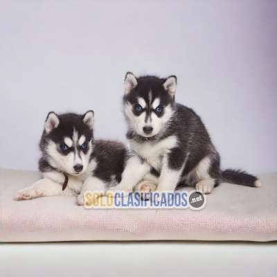 HUSKY SIBERIANO  A FURRY FOR YOUR HOME... 